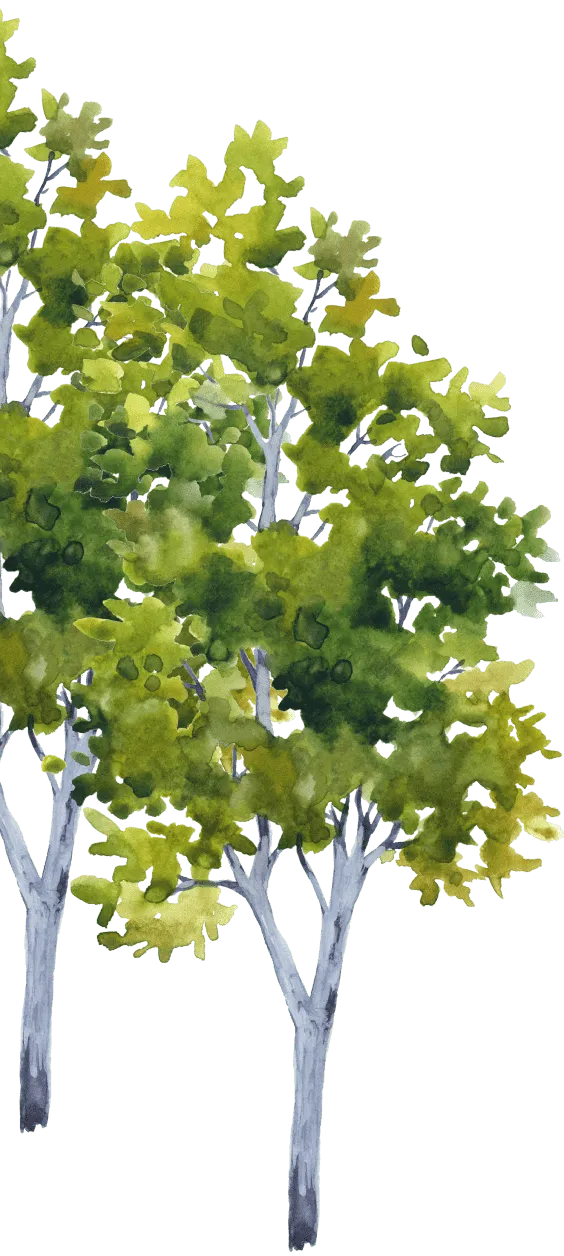 baeume wasserfarben waldbaden
